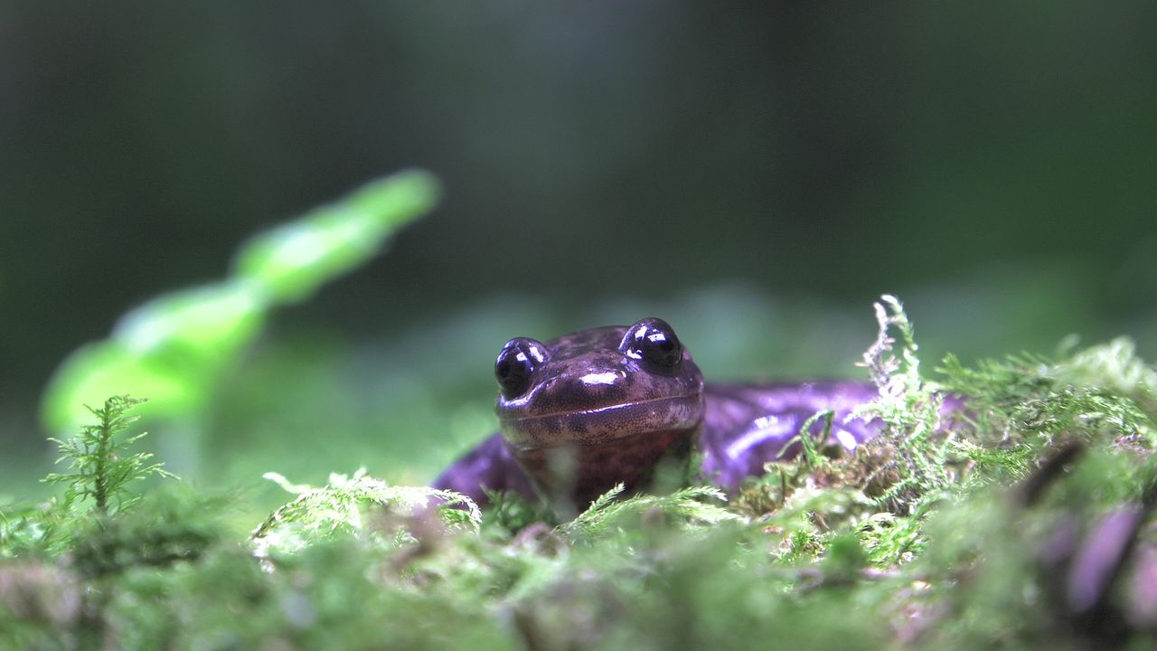 山椒魚來了劇照